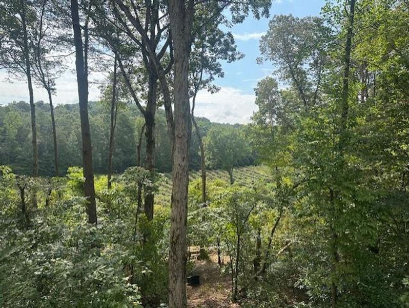 Natural landscape and outdoor views near  in Ellijay (Image 24).