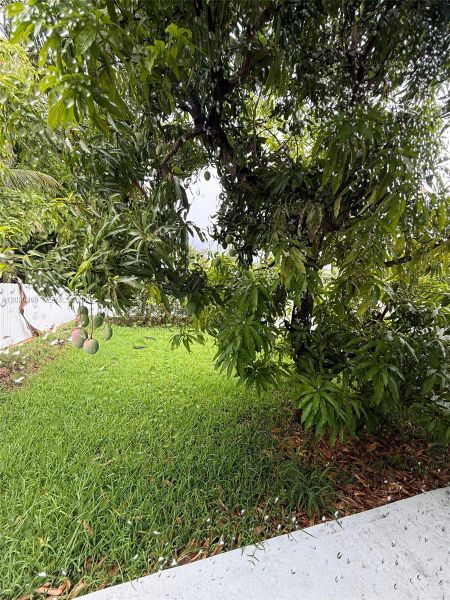 Natural landscape and outdoor views near  in Miami (Image 11).