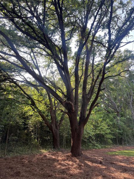 Natural landscape and outdoor views near  in Charleston (Image 43).