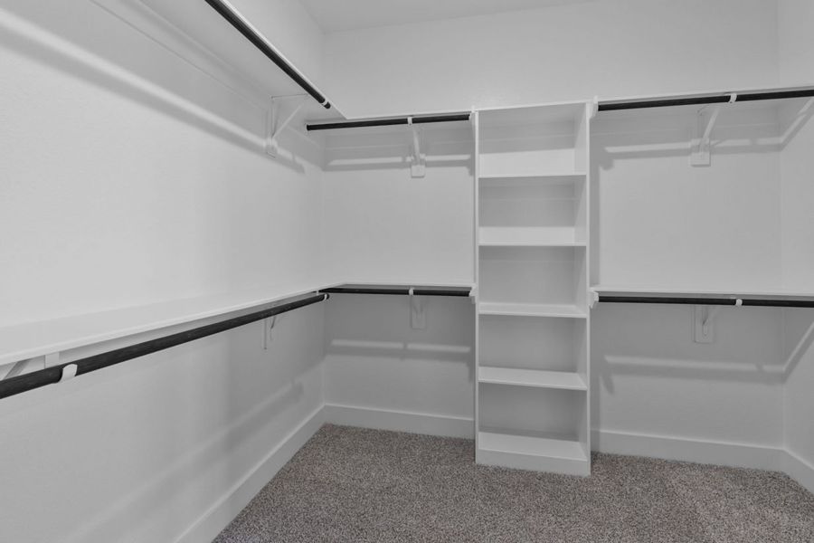 Image of a primary closet with white shelves and tan carpeting Image of a primary closet with white shelves and tan carpeting