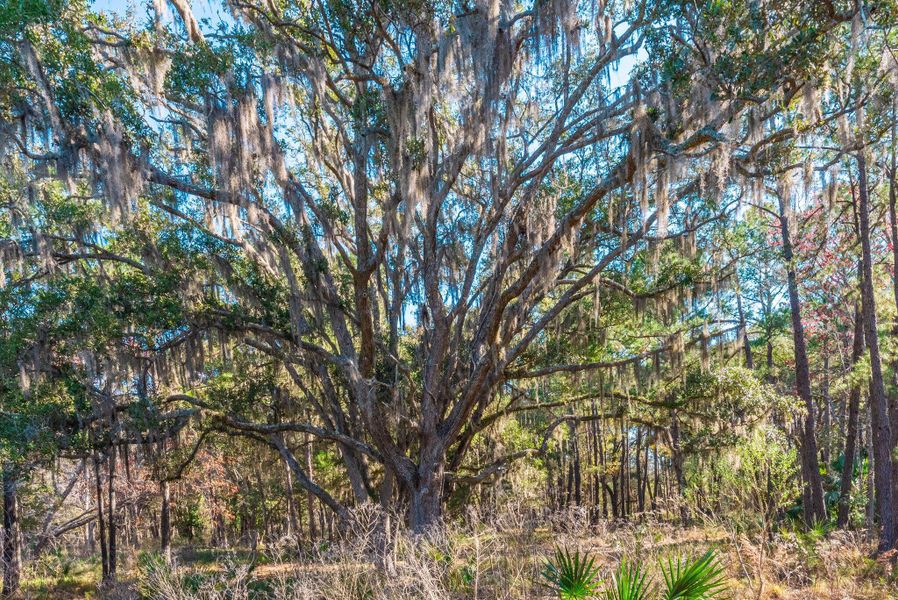 Natural landscape and outdoor views near  in Edisto Island (Image 62).