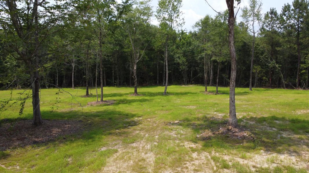 Natural landscape and outdoor views near  in Huger (Image 22).