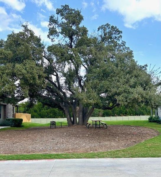 Sonoma Oak Tree