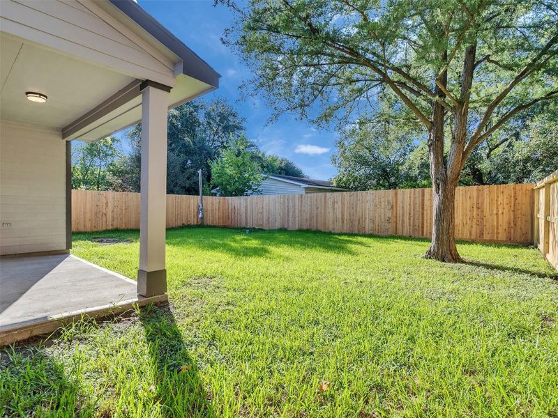 Back Yard
