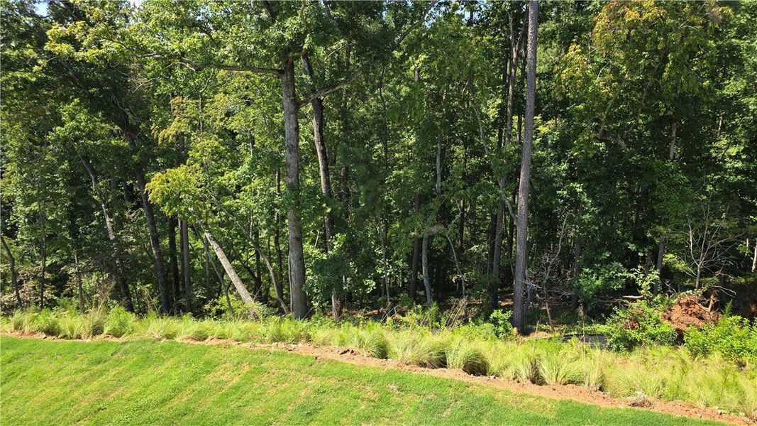 A tranquil green expanse borders a dense forest, o