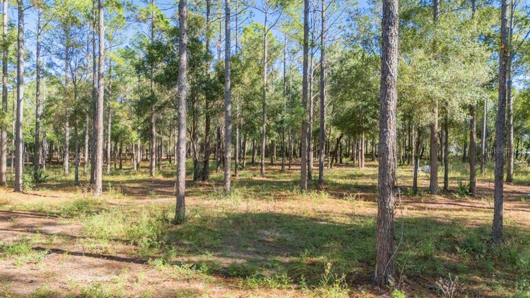 Natural landscape and outdoor views near in Eustis (Image 8). Natural landscape and outdoor views near in Eustis (Image 8).