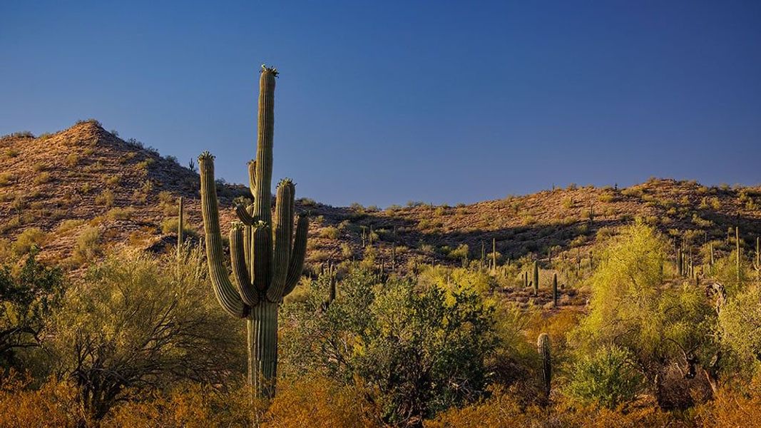 Natural landscape and outdoor views near Ladera Trails in Queen Creek (Image 29).