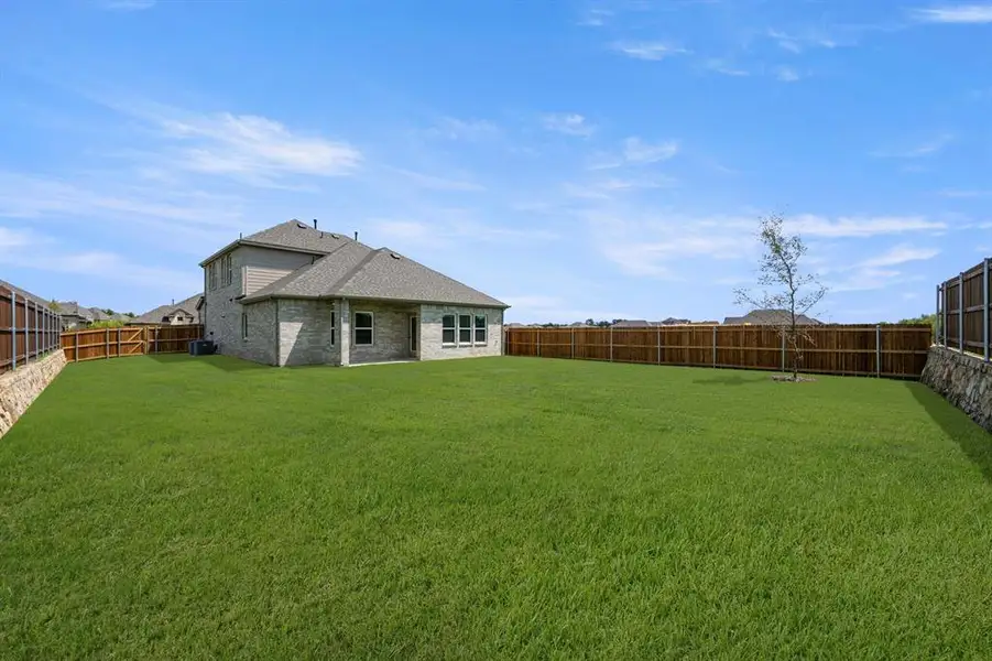 620 Red Maple- Back-1