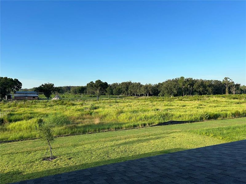 Rear View of Conservation