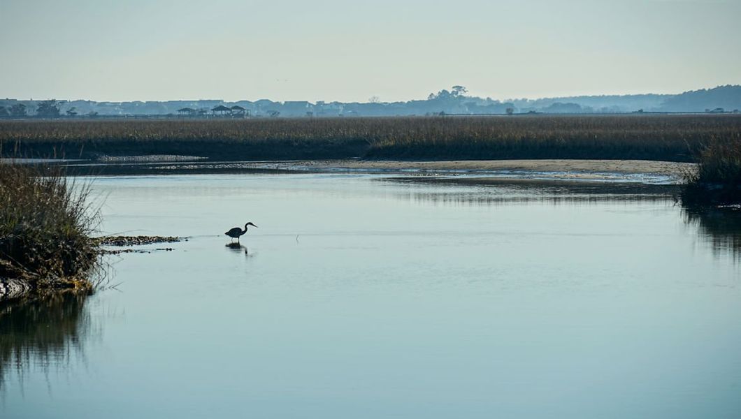Natural landscape and outdoor views near South Island Landing in Georgetown (Image 15).