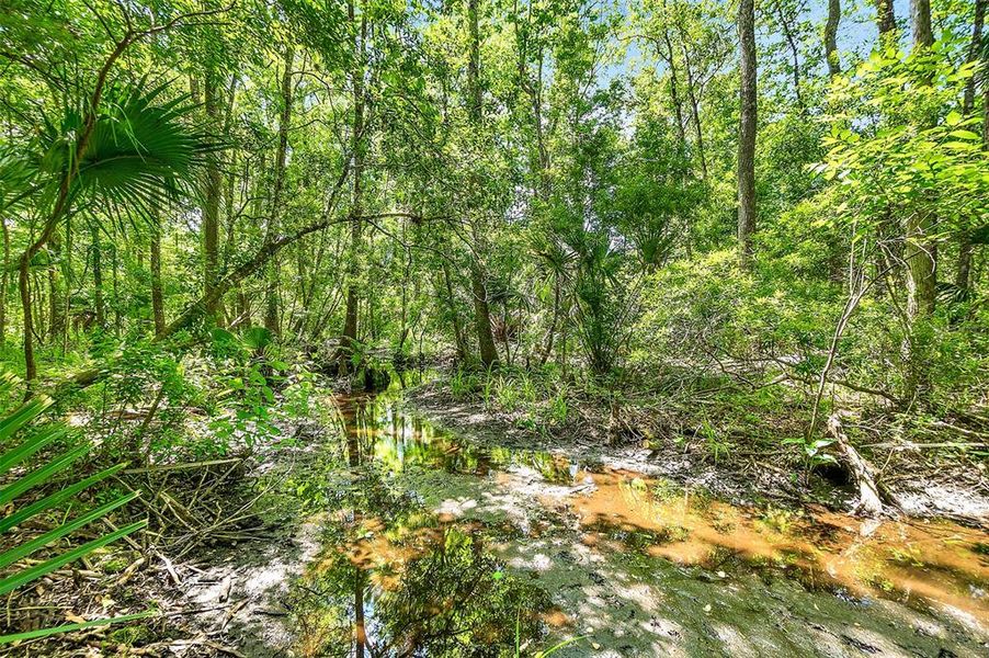 Natural landscape and outdoor views near  in Pierson (Image 41).