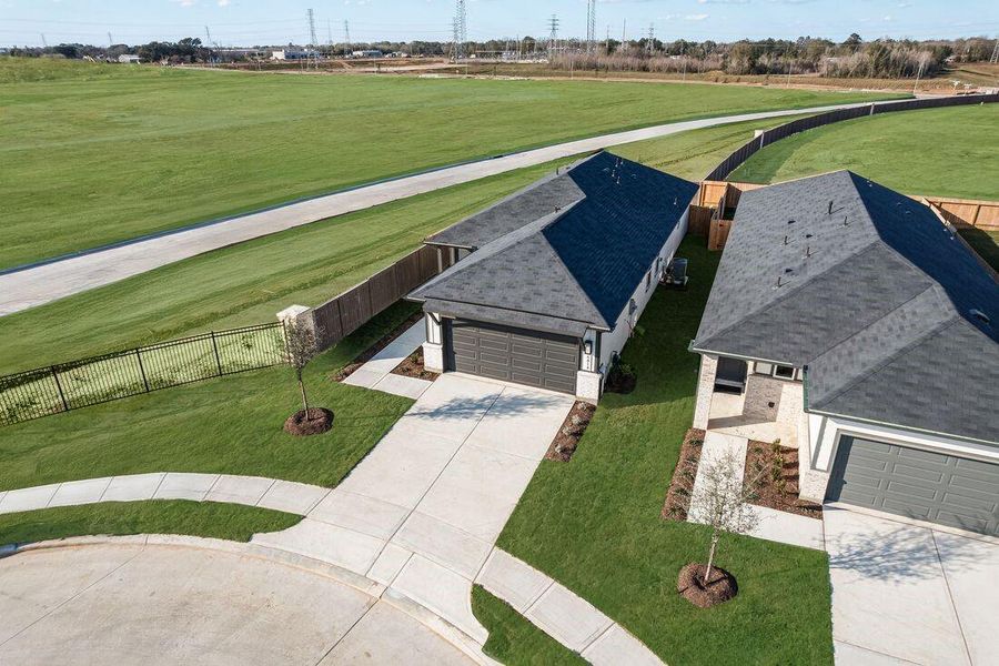 26814 Celestial Cypress ~ Ready Now