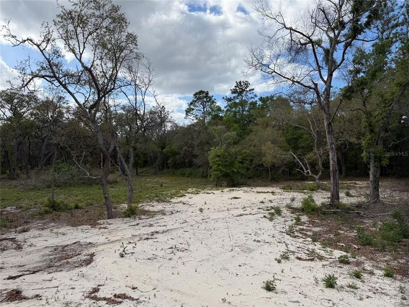 Natural landscape and outdoor views near  in Bronson (Image 11).