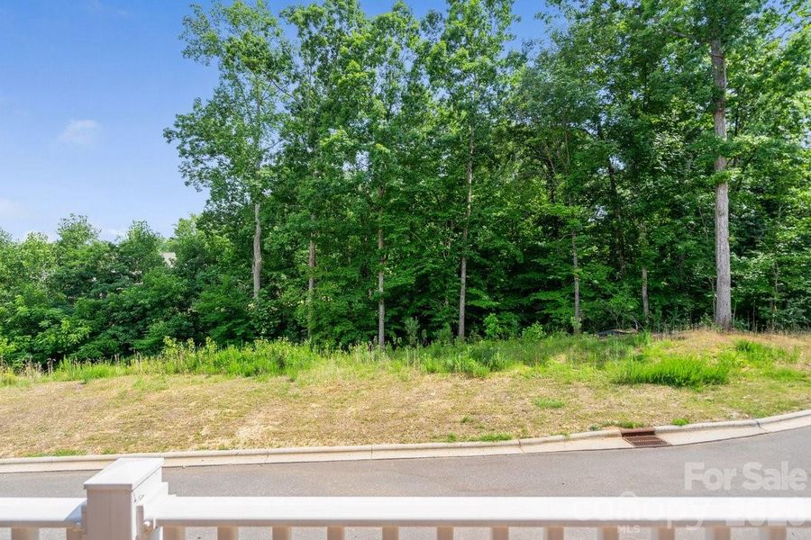 View of Tree line From Deck