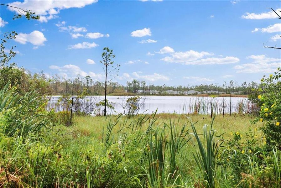 Natural landscape and outdoor views near  in Palm Coast (Image 27).