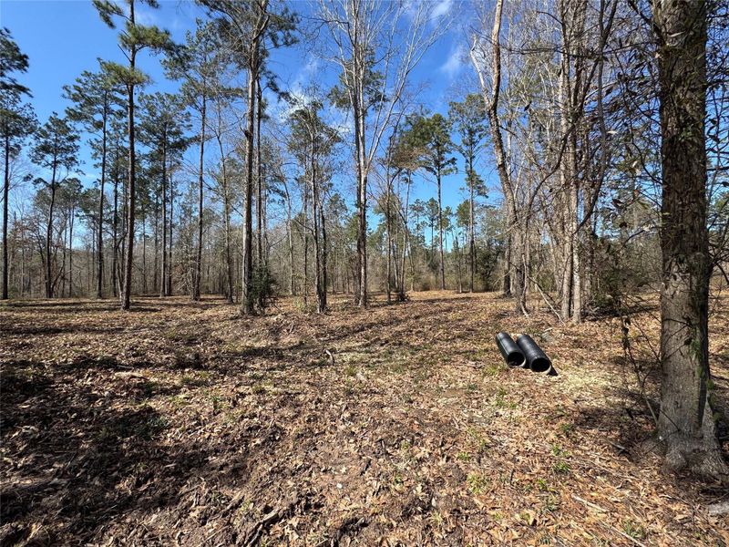 Natural landscape and outdoor views near  in Broaddus (Image 19).