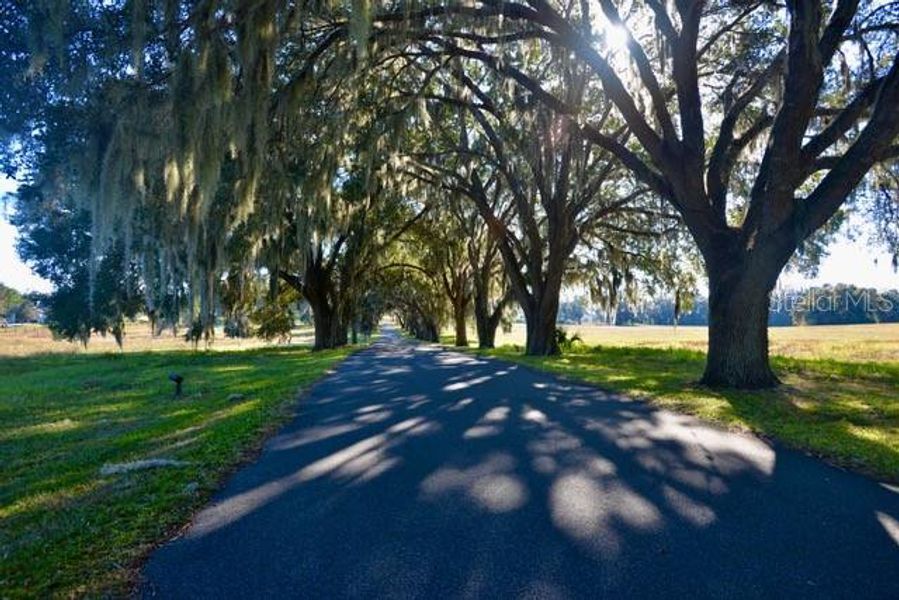 Natural landscape and outdoor views near  in Ocala (Image 1).