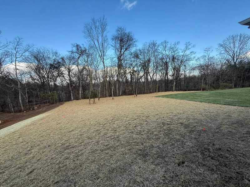 The Dresden D Rear Yard