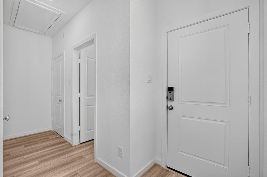 26711 Celestial Cypress ~ Ready Now 26711 Celestial Cypress ~ Ready Now