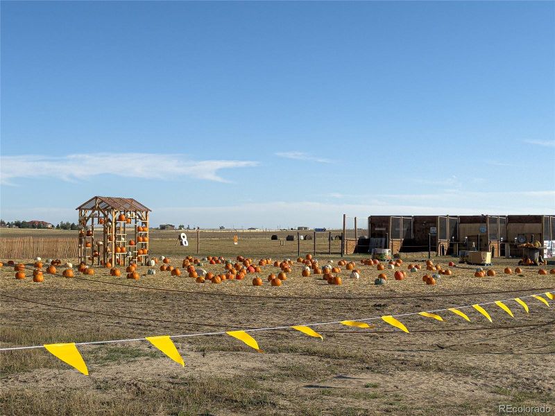 Close by pumpkin patch Close by pumpkin patch