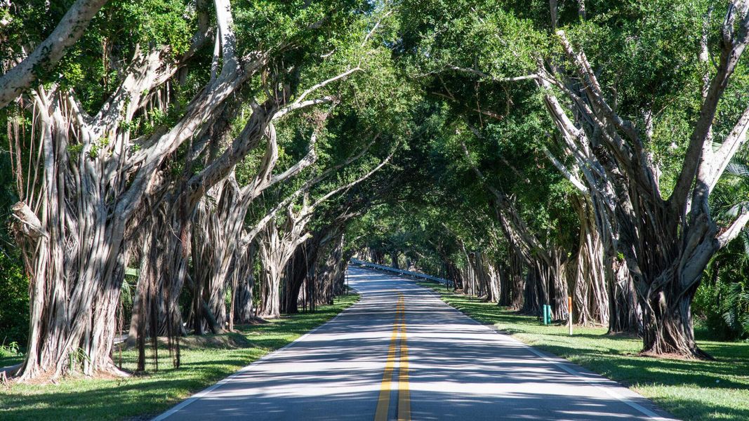 Bridge Road Hobe Sound Florida Banyan Gr