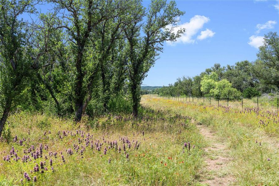 Expansive natural landscape featuring a winding dirt path, mature trees, and diverse native vegetation with wildflowers