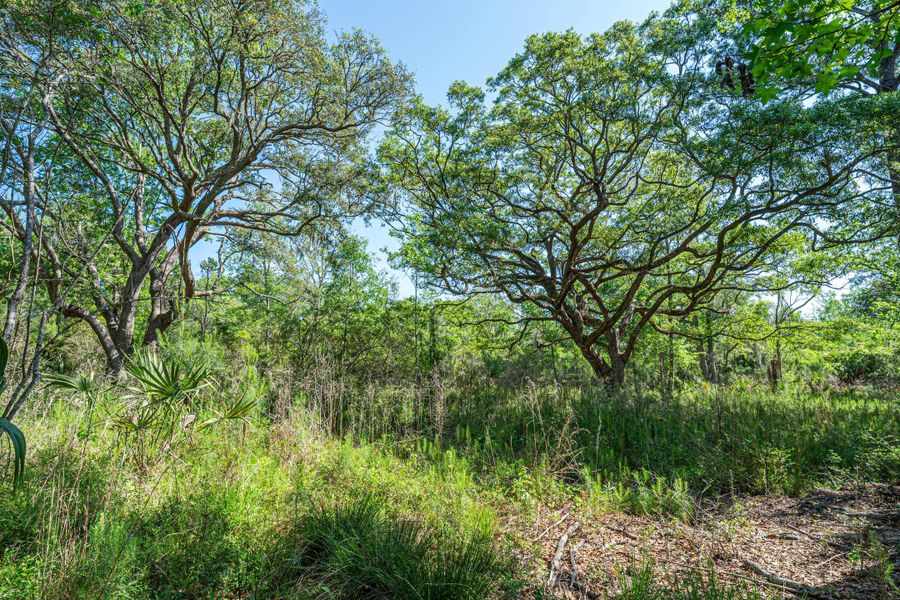 Natural landscape and outdoor views near  in Edisto Island (Image 52).