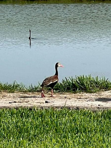 Natural landscape and outdoor views near Star Farms at Lakewood Ranch in Lakewood Ranch (Image 27).
