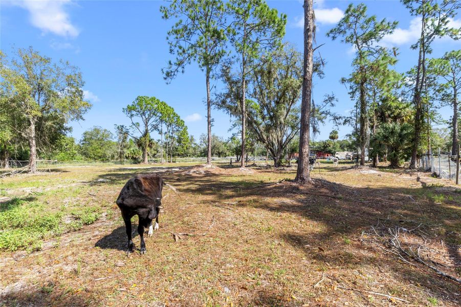 Natural landscape and outdoor views near  in Clewiston (Image 13).