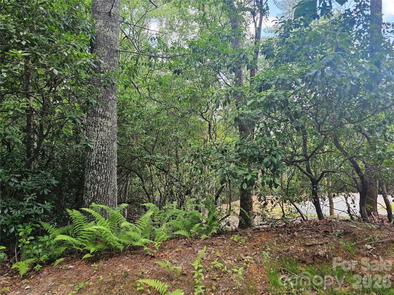 Natural landscape and outdoor views near in Brevard (Image 24). Natural landscape and outdoor views near in Brevard (Image 24).