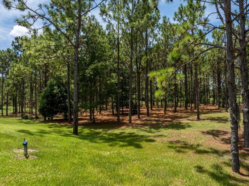 Natural landscape and outdoor views near in Apopka (Image 59). Natural landscape and outdoor views near in Apopka (Image 59).