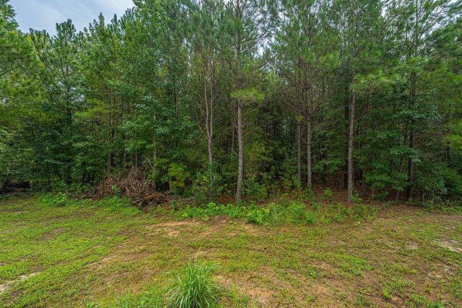 Natural landscape and outdoor views near  in Cottageville (Image 67).