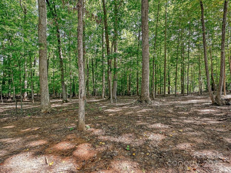 Nature Bathe in Your Backyard! Nature Bathe in Your Backyard!