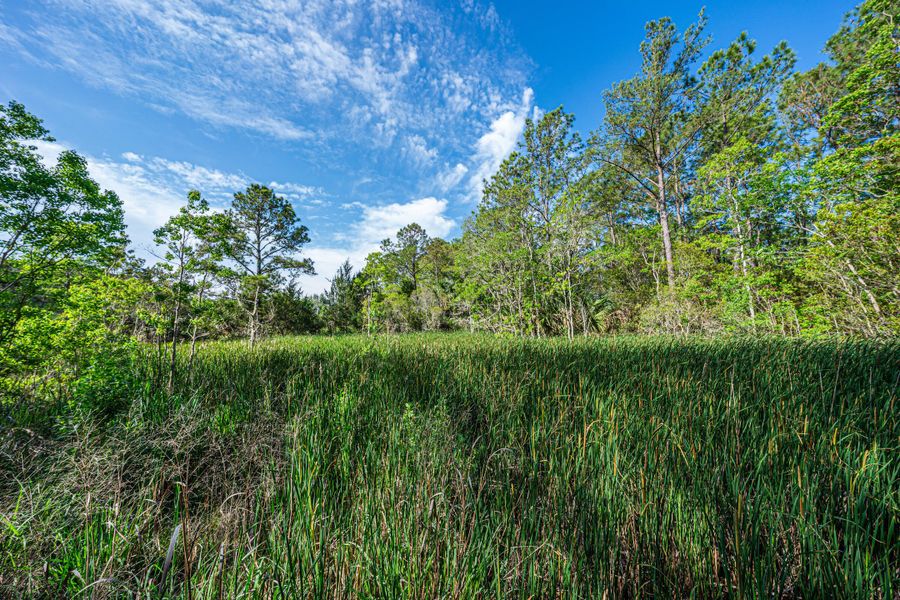 Natural landscape and outdoor views near  in Edisto Island (Image 55).