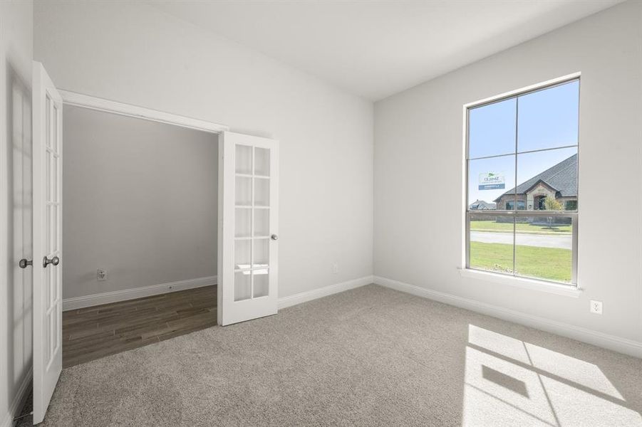 116 Grey wolf- Study-2324 116 Grey wolf- Study-2324