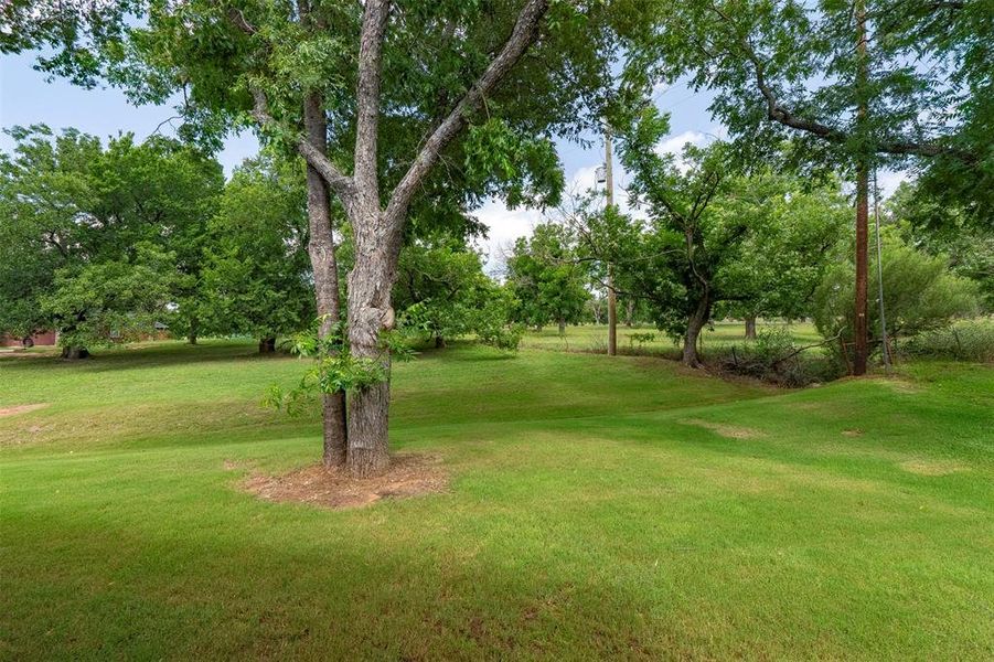 Orchard views Orchard views