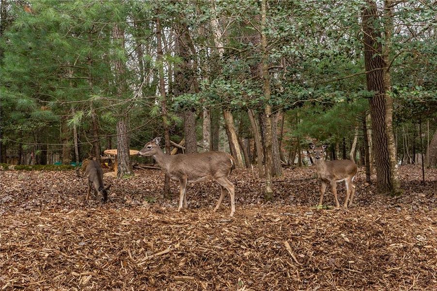 Natural landscape and outdoor views near  in Ellijay (Image 50).