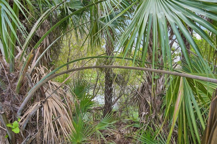 Natural landscape and outdoor views near  in North Port (Image 30).