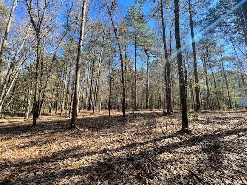 Natural landscape and outdoor views near  in Summerville (Image 26).