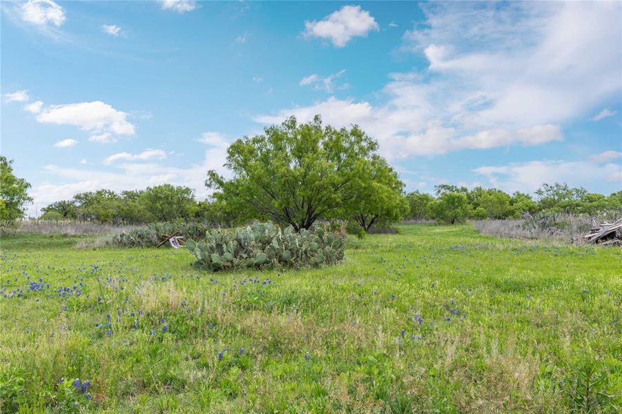Natural landscape and outdoor views near  in Bangs (Image 33).