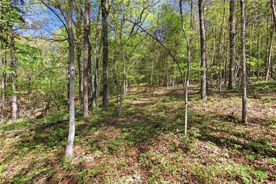 Natural landscape and outdoor views near  in Demorest (Image 52).