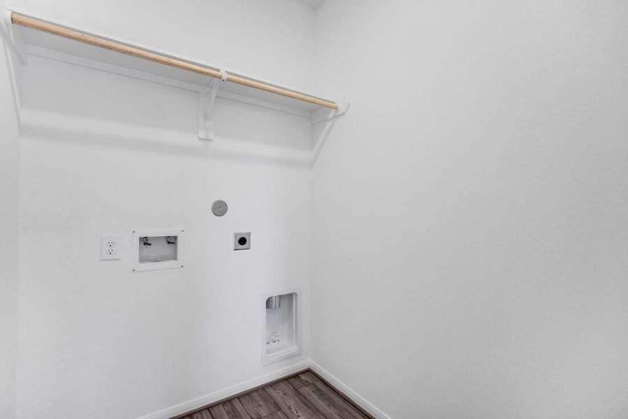 26814 Celestial Cypress ~ Ready Now