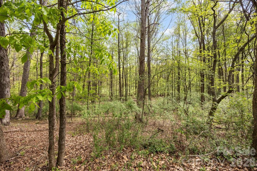 Natural landscape and outdoor views near  in Charlotte (Image 11).