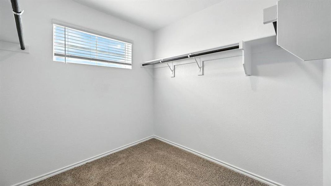 Carpeted room featuring a horizontal window with blinds, white walls, and built-in clothes hanging rods