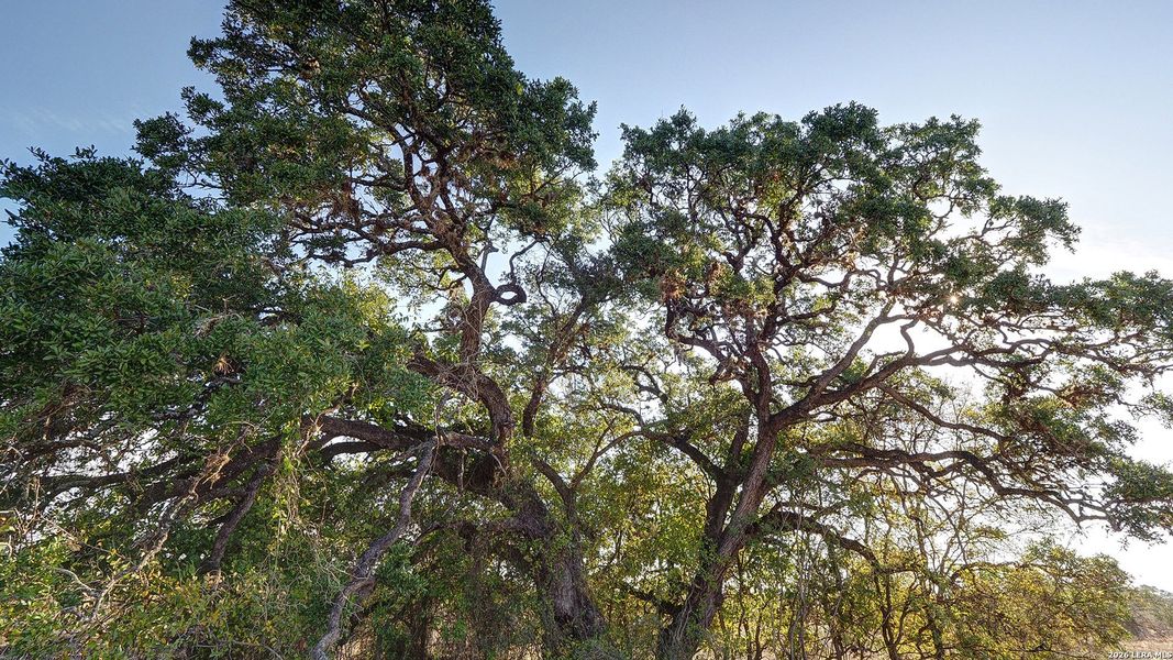 Natural landscape and outdoor views near Veramendi in New Braunfels (Image 5).
