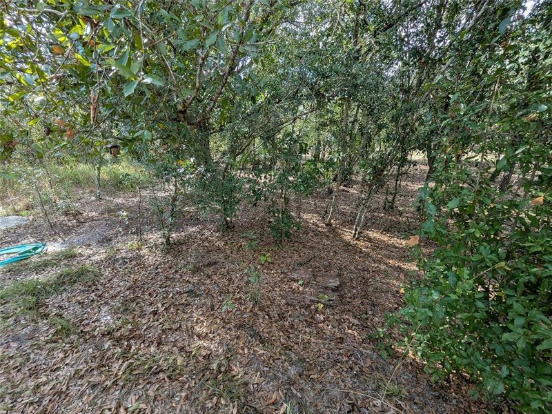 Natural landscape and outdoor views near  in Arcadia (Image 33).