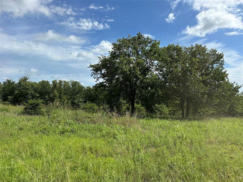 Expansive open field with natural grass and mature trees Expansive open field with natural grass and mature trees