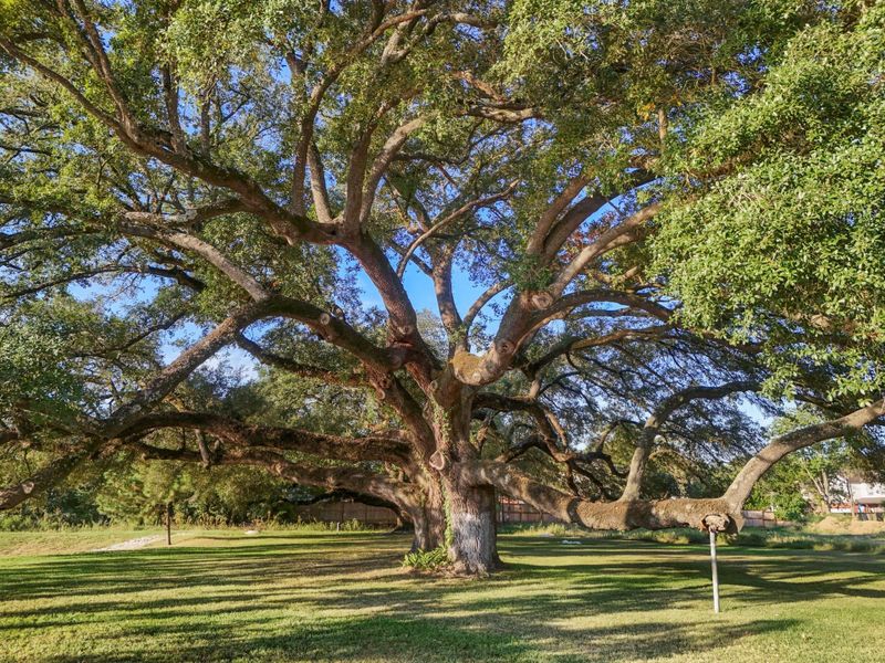 Natural landscape and outdoor views near  in Tomball (Image 3).