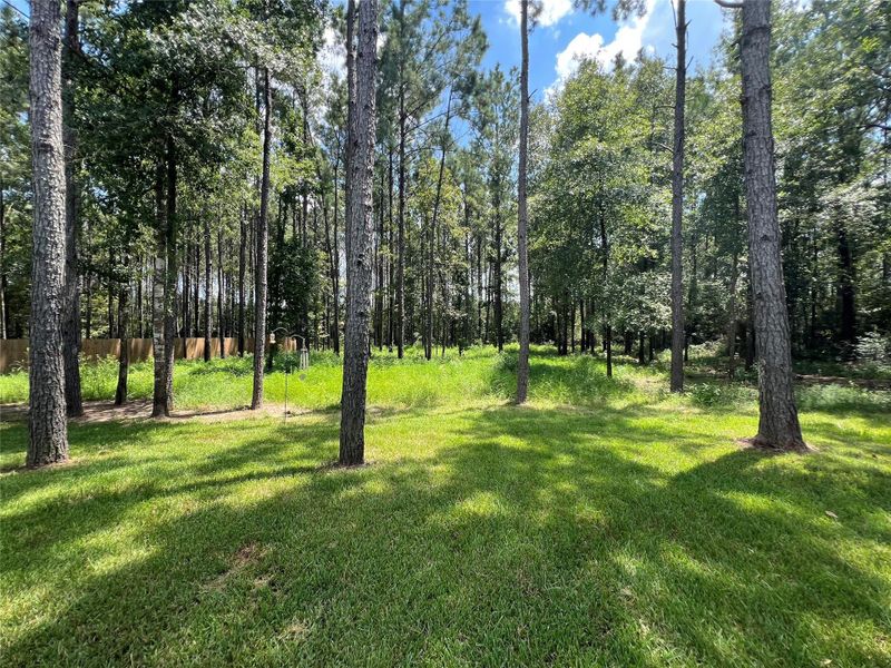 Natural landscape and outdoor views near in Conroe (Image 49). Natural landscape and outdoor views near in Conroe (Image 49).