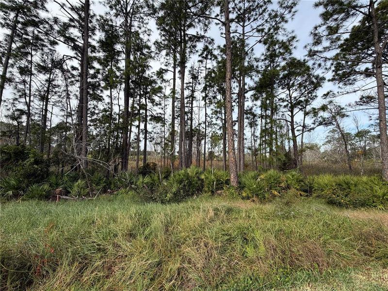 Natural landscape and outdoor views near The Magnolia Series at Reserve East in Flagler Beach (Image 31). Natural landscape and outdoor views near The Magnolia Series at Reserve East in Flagler Beach (Image 31).